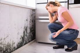 Best Mold Damage Restoration  in Dayton, NJ